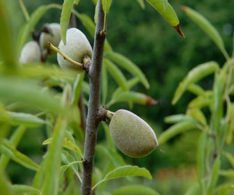 Mandelbaum (Prunus amygdalus 'Guscio duro')