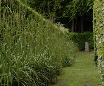 Trauer-Segge (Carex pendula)