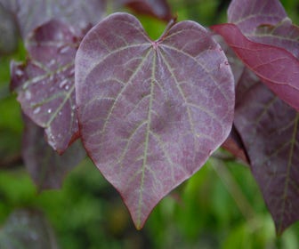 Mehrstämmige Judasbaum (Cercis canadensis 'Forest Pansy')