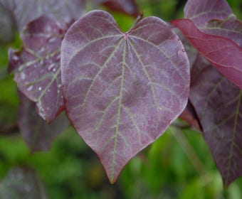 Mehrstämmige Judasbaum (Cercis canadensis 'Forest Pansy')