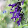 Salbei (Salvia 'Amistad')
