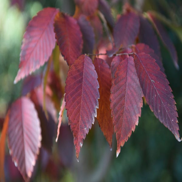 Japanische Schirmulme (Zelkova serrata)