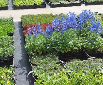 Pflanzen Überraschungspaket