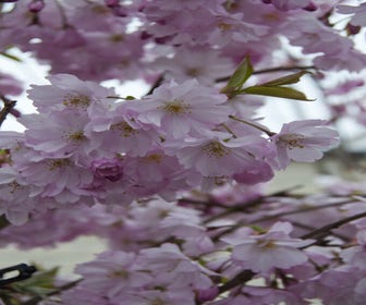 Mehrstämmige Zierkirschen (Prunus 'Spire')