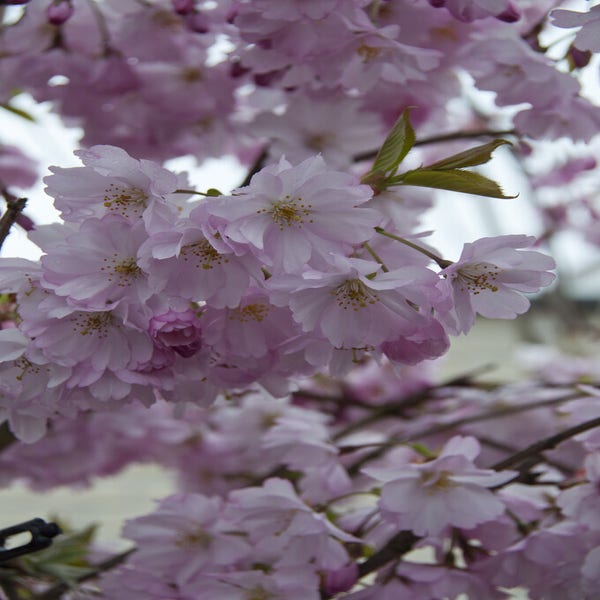 Mehrstämmige Zierkirschen (Prunus 'Spire')