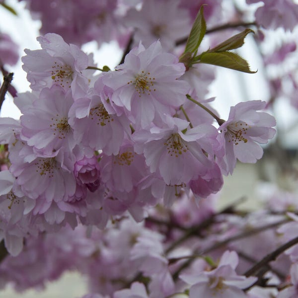 Mehrstämmige Zierkirschen (Prunus 'Spire')
