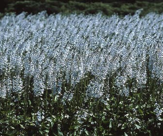 Ehrenpreis (Veronica gentianoides)