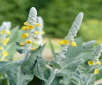 Königskerze (Verbascum bombyciferum)
