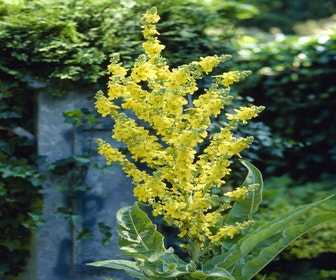 Königskerze (Verbascum olympicum)