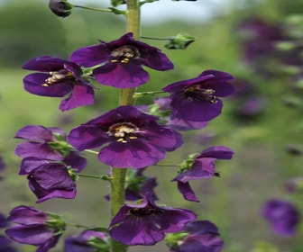 Purpur-Königskerze (Verbascum phoeniceum)
