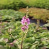 Königskerze (Verbascum 'Pink Domino')
