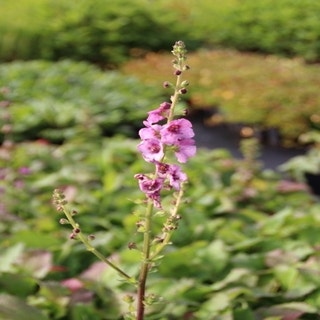 Königskerze (Verbascum 'Pink Domino')