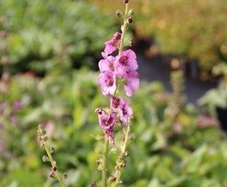 Königskerze (Verbascum 'Pink Domino')