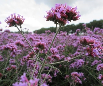 Eisenkraut (Verbena bonariensis 'Lollipop')