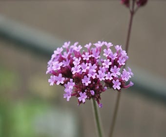 Eisenkraut (Verbena bonariensis)
