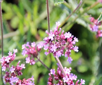Eisenhut (Verbena bonariensis 'Lollipop') BIO