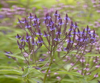 Eisenkraut (Verbena hastata)
