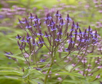 Eisenkraut (Verbena hastata)