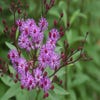Vernonia (Vernonia crinita)