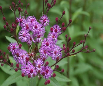 Vernonia (Vernonia crinita)