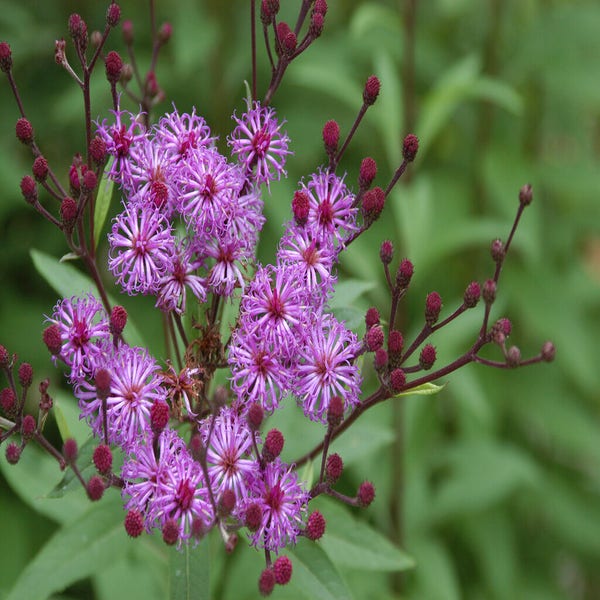 Vernonia (Vernonia crinita)