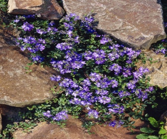Ehrenpreis (Veronica armena)