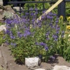 Ehrenpreis (Veronica austriaca 'Shirley Blue')