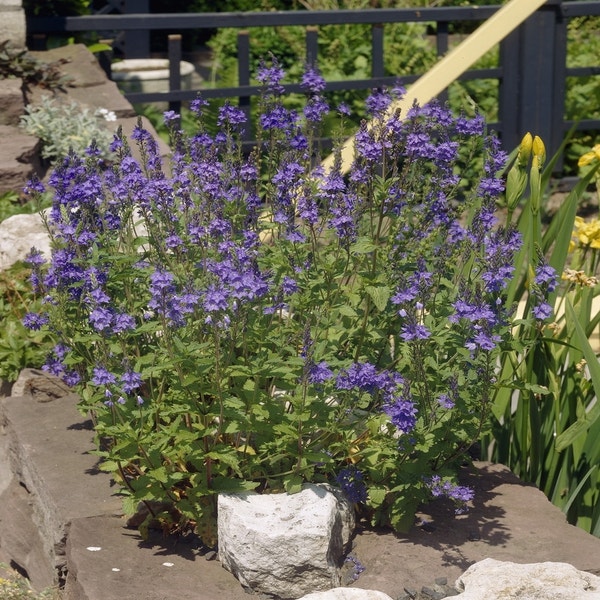 Ehrenpreis (Veronica austriaca 'Shirley Blue')