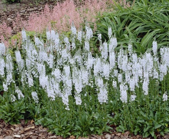 Ehrenpreis (Veronica gentianoides 'Pallida')