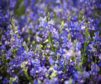Ehrenpreis (Veronica prostrata)