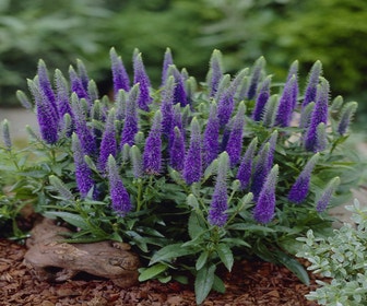 Ehrenpreis (Veronica spicata 'Ulster Dwarf Blue'')