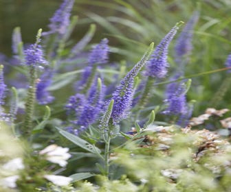 Ehrenpreis (Veronica longifolia) BIO