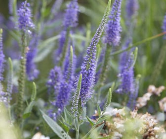 Ehrenpreis (Veronica longifolia) BIO