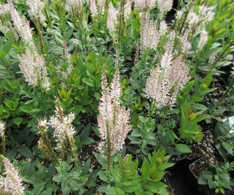 Virginische Ehrenpreis (Veronicastrum virginicum 'Pink Glow')