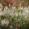 Virginische Ehrenpreis (Veronicastrum virginicum 'Diana')