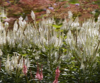 Virginische Ehrenpreis (Veronicastrum virginicum 'Diana')