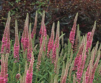 Ähren-Ehrenpreis (Veronica spicata 'Rotfuchs')