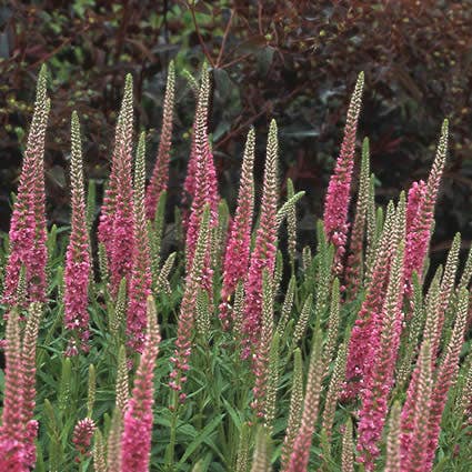 Ähren-Ehrenpreis (Veronica spicata 'Rotfuchs')