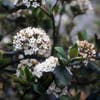 Schneeball (Viburnum burkwoodii)