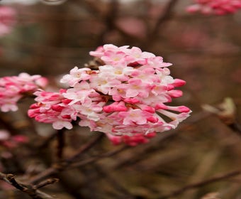 Schneeball (Viburnum bodnantense 'Charles Lamont')