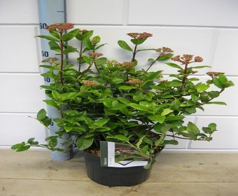 Schneeball (Viburnum tinus 'Gwenllian')