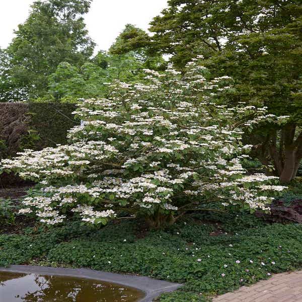 Japanischer Schneeball (Viburnum plicatum 'Tomentosum')