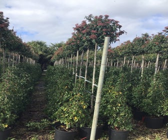Schneeball als Baum (Viburnum tinus 'Spirit')