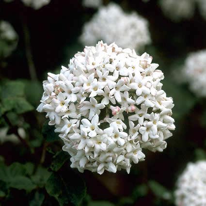 Schneeball auf Stamm (Viburnum carlcephalum)