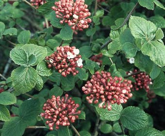 Schneeball (Viburnum carlesii)