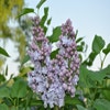 Flieder (Syringa vulgaris 'Victor Lemoine')