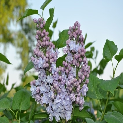 Sering (Syringa vulgaris 'Victor Lemoine')