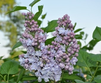 Flieder (Syringa vulgaris 'Victor Lemoine')
