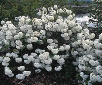 Schneeball (Viburnum 'Eskimo')