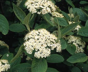 Woll-Schneeball, Wald-Geißblatt (Viburnum lantana)